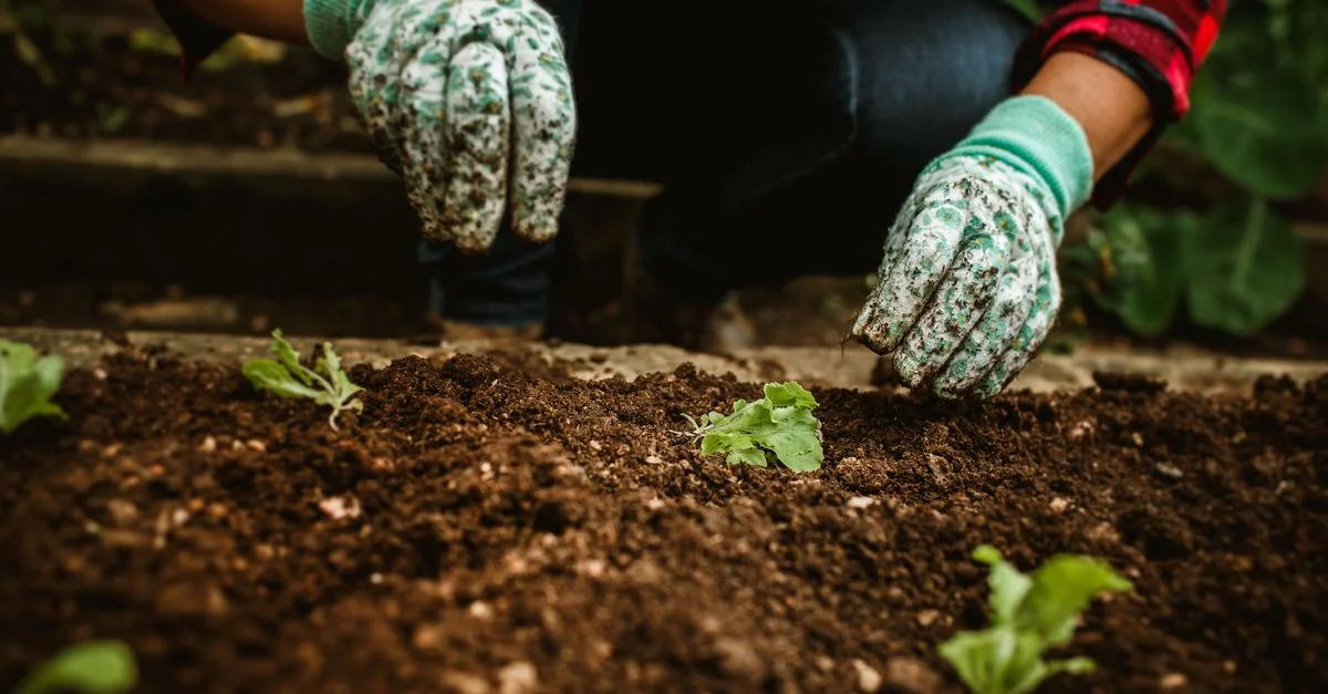 Mains d'un jardinier plantant des semis dans un sol riche et humide, portant des gants fleuris.
